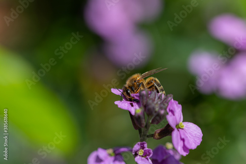 Honeybee on purple flower © Malcolm Saunders