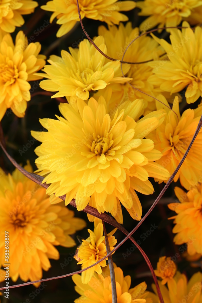 Obraz premium Yellow mums 