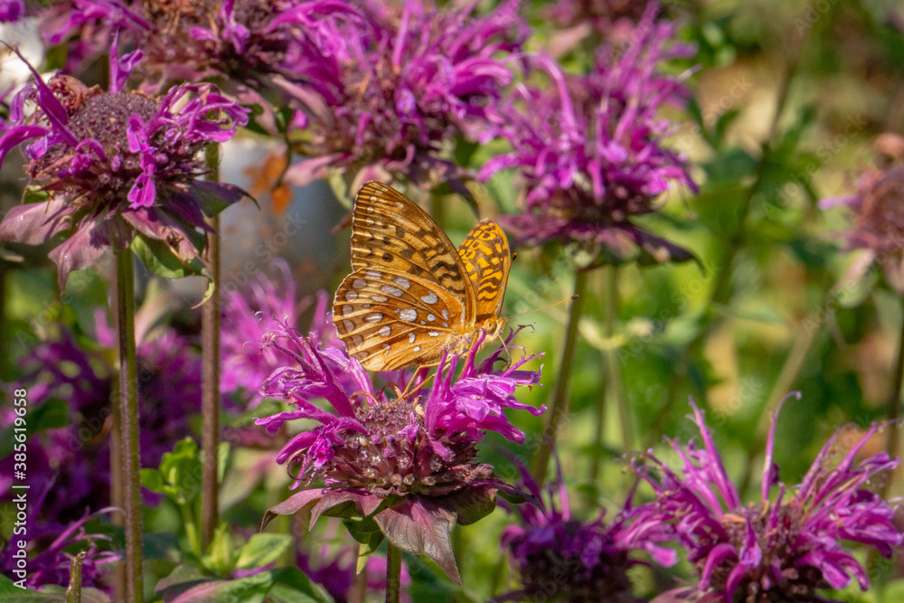 Beautiful butterfly on bee balm in the garden, high quality photo Beautiful butterfly on bee balm in the garden, high quality photo