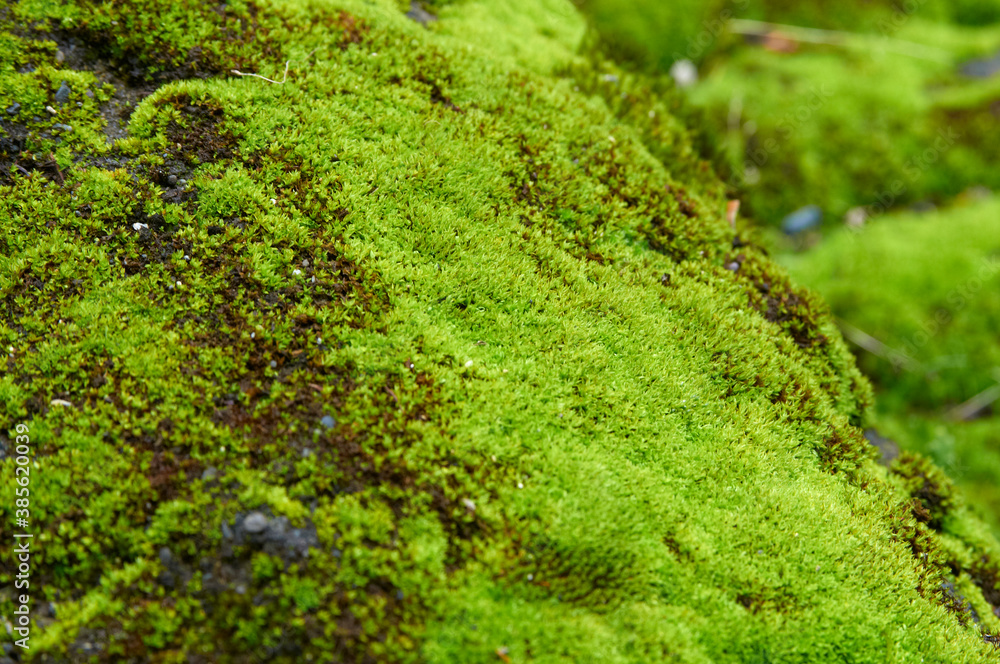 苔むした石橋のクローズアップ 苔むした石橋のクローズアップ