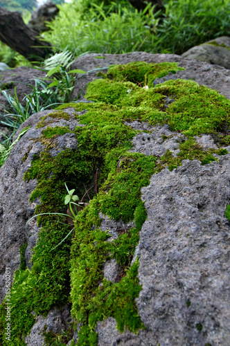庭石にしっかり付いた綺麗な苔類