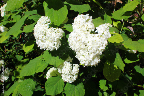 Blooming white hydrangea. Garden hydrangea bush with white flowers and green leaves.