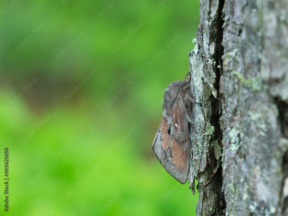 Pine-tree lappet, Dendrolimus pini moth on pine tree, this insect can cause damage on pine forests Pine-tree lappet, Dendrolimus pini moth on pine tree, this insect can cause damage on pine forests