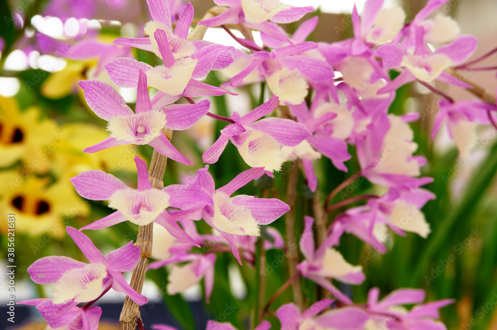 Obraz premium 細い花弁を突き出し咲き誇るデンドロビューム