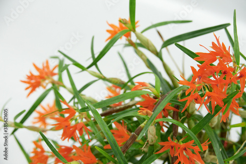 細い葉とオレンジ色の花が美しい南米産蘭