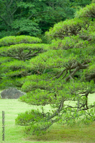 伊勢神宮の松の木