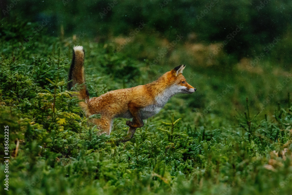 Fototapeta premium Jump. Red fox, Vulpes vulpes, jumping in green forest habitat. Orange fur coat animal with fluffy tail in snowfall. Action scene from nature. Wildlife scene from Europe. Fox is clever beast.