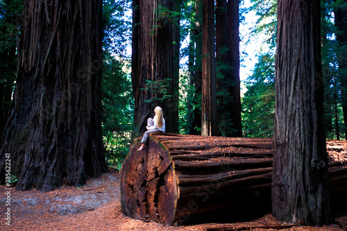 Fototapeta Redwood trees in the Avenue of the Giants, Humboldt Redwoods State Park, norther