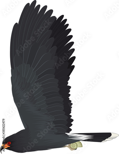 vector endangered snail kite illustration