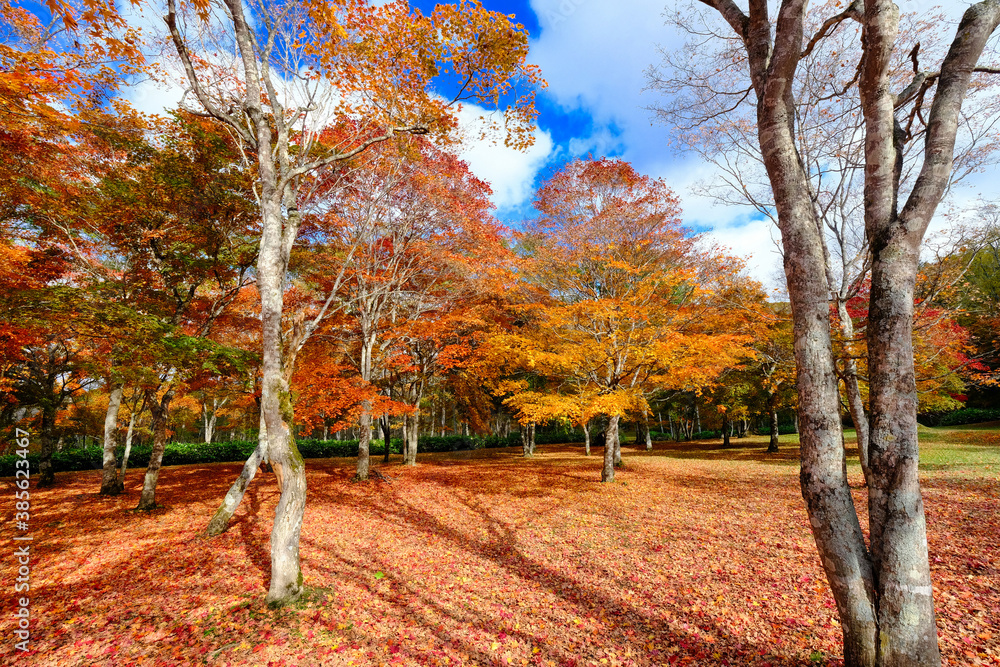 Naklejka premium 北海道の紅葉