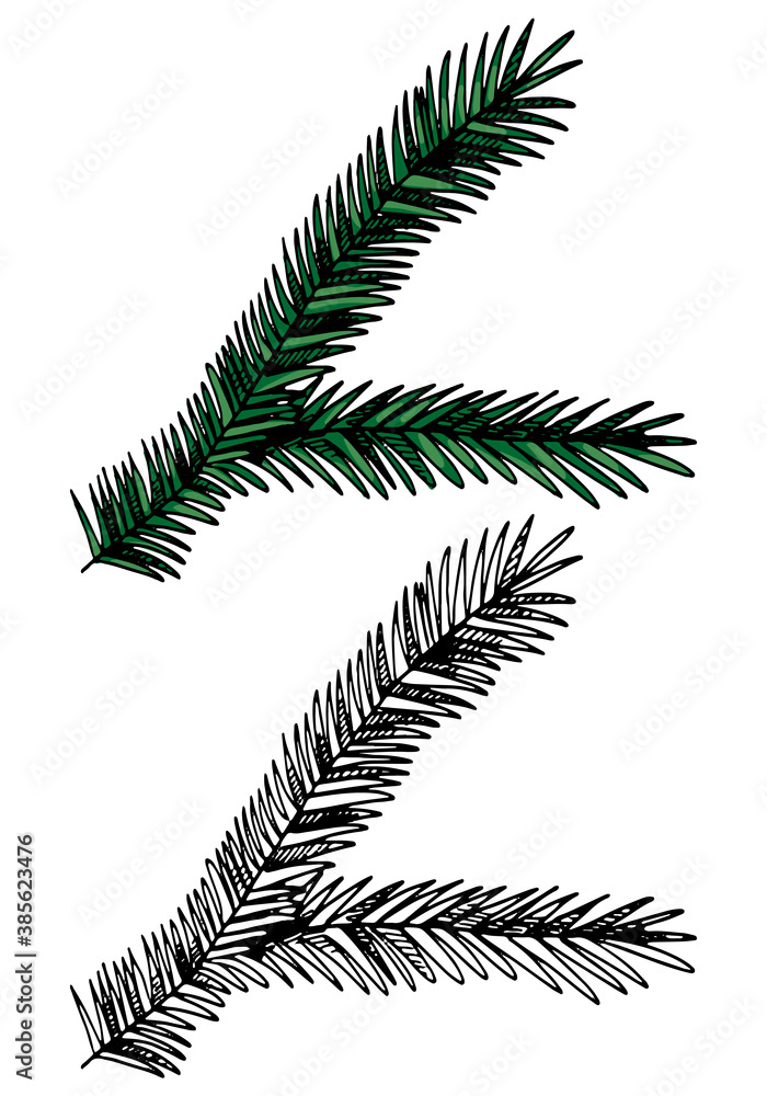 Doodles of spruce branch. Hand drawn vector illustration. Realistic vintage sketch of nature. Set of black contour and color elements isolated on white. For design, decor, print, card, sticker, poster