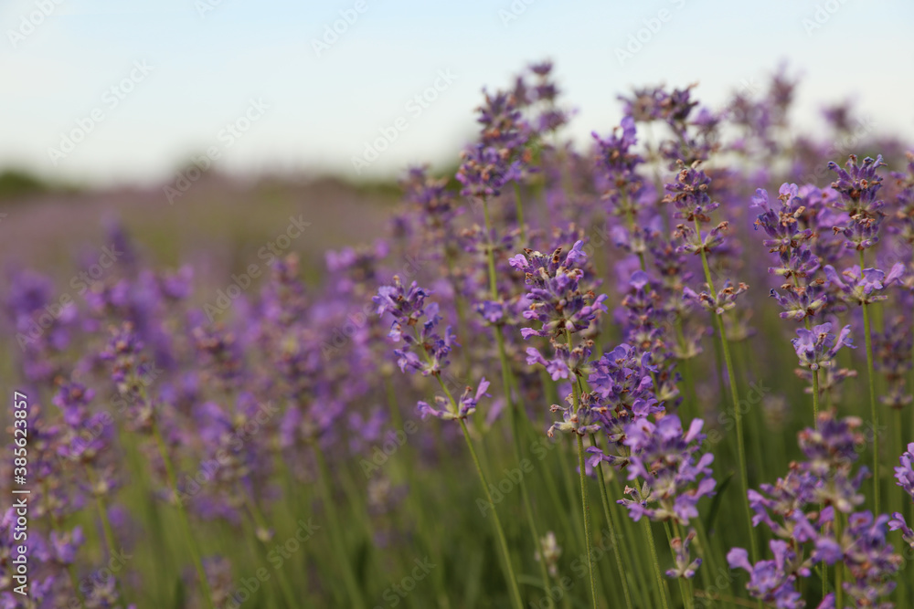 Fototapeta premium Beautiful blooming lavender field on summer day, closeup