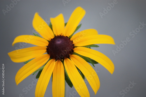 black eyed susan flower