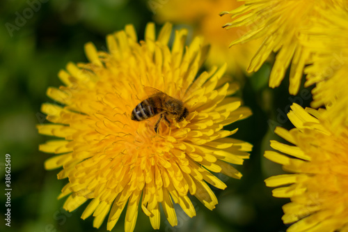 Fleissige Biene 1 © Angel