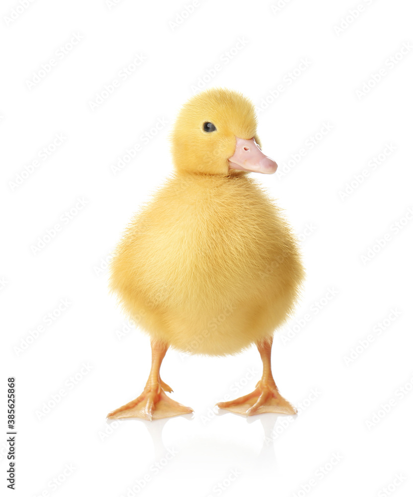 Cute fluffy gosling on white background. Farm animal Cute fluffy gosling on white background. Farm animal