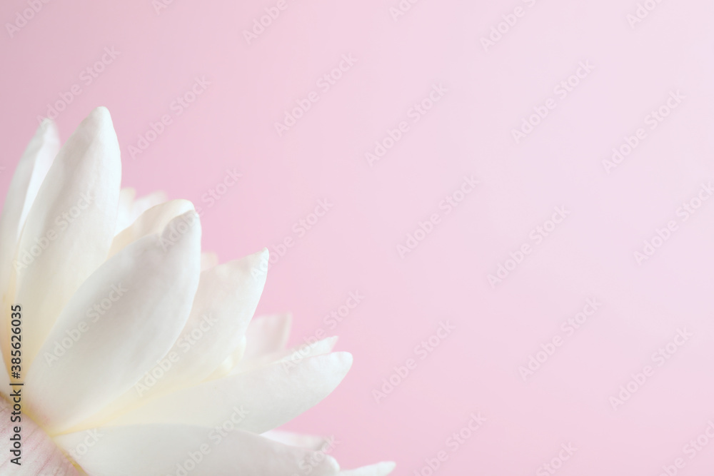 Beautiful white lotus flower on light pink background, closeup. Space for text