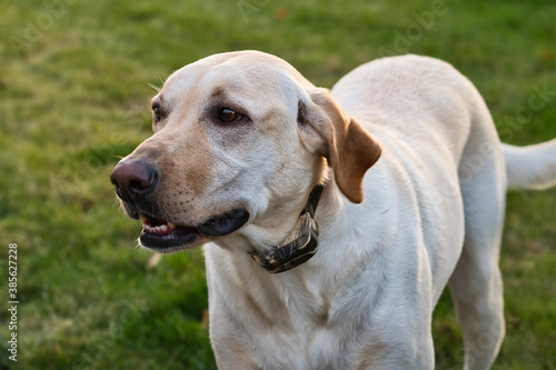 2020-10-15 A CLOSE UP OF A YELLOW LABRADOR WITH A GREEN BACKGROUND © Michael J Magee