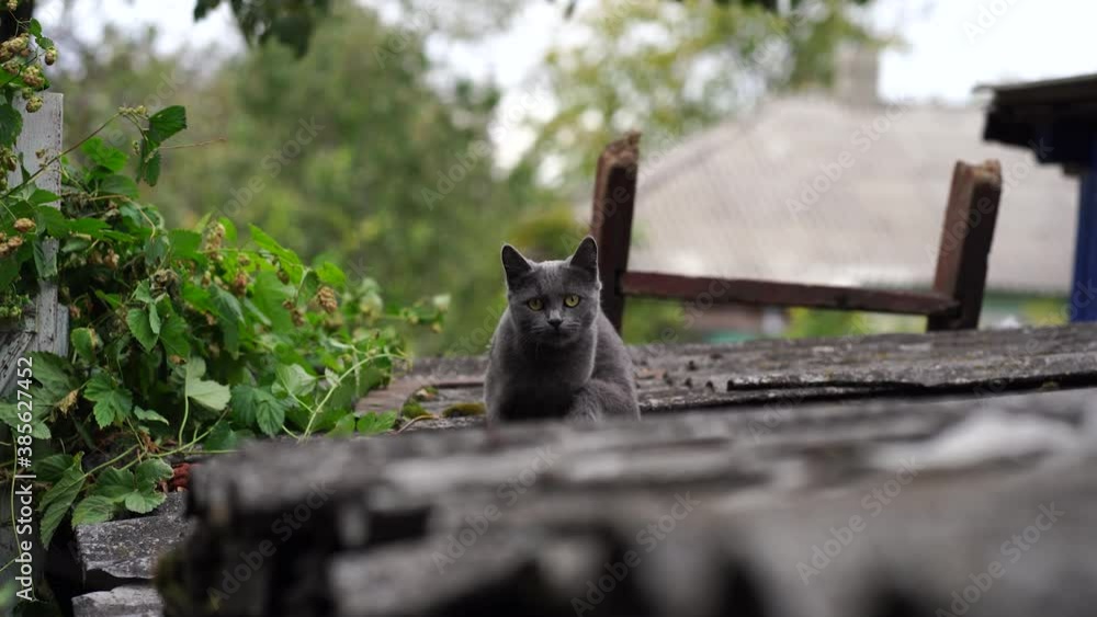 Domestic cat sitting on roof. Cute gray pussycat resting on fresh air. Domestic cat sitting on roof. Cute gray pussycat resting on fresh air.