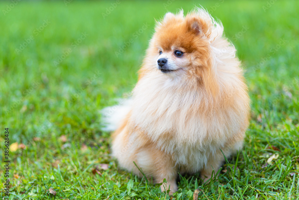 cute ginger pomeranian spitz sitting on green grass. thoroughbred fluffy dog waiting for the owner and looking away. copy space, place for text. cute ginger pomeranian spitz sitting on green grass. thoroughbred fluffy dog waiting for the owner and looking away. copy space, place for text.