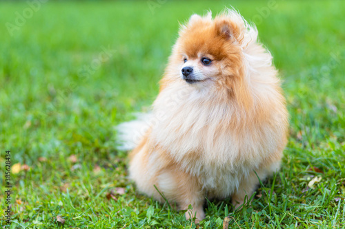 cute ginger pomeranian spitz sitting on green grass. thoroughbred fluffy dog waiting for the owner and looking away. copy space, place for text. © Елена Якимова
