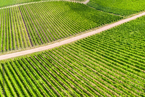 sunny vineyards from above