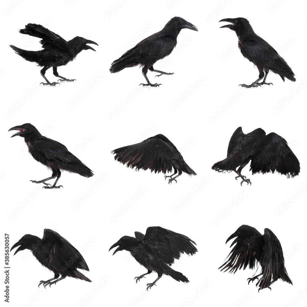 Obraz premium Collage with black ravens on white background