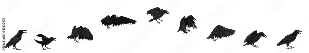 Fototapeta premium Collage with black raven flying on white background. Banner design