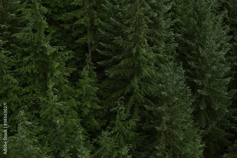Obraz premium Aerial forest photography. Trees from a distance. Green pines.
