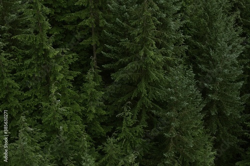 Aerial forest photography. Trees from a distance. Green pines.