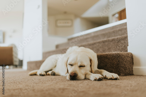 sleeping puppy - stairs 