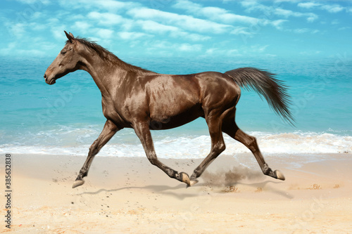 Beautiful horse kicking up dust while running near sea