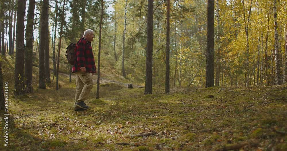 lonely backpacker in forest at fall day, beautiful landscape with yellowed trees, relax at woodland lonely backpacker in forest at fall day, beautiful landscape with yellowed trees, relax at woodland