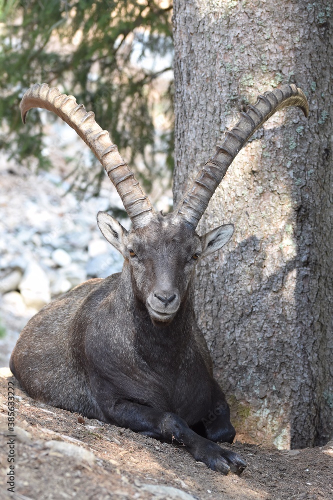 un bouquetin assis au calme sous un arbre