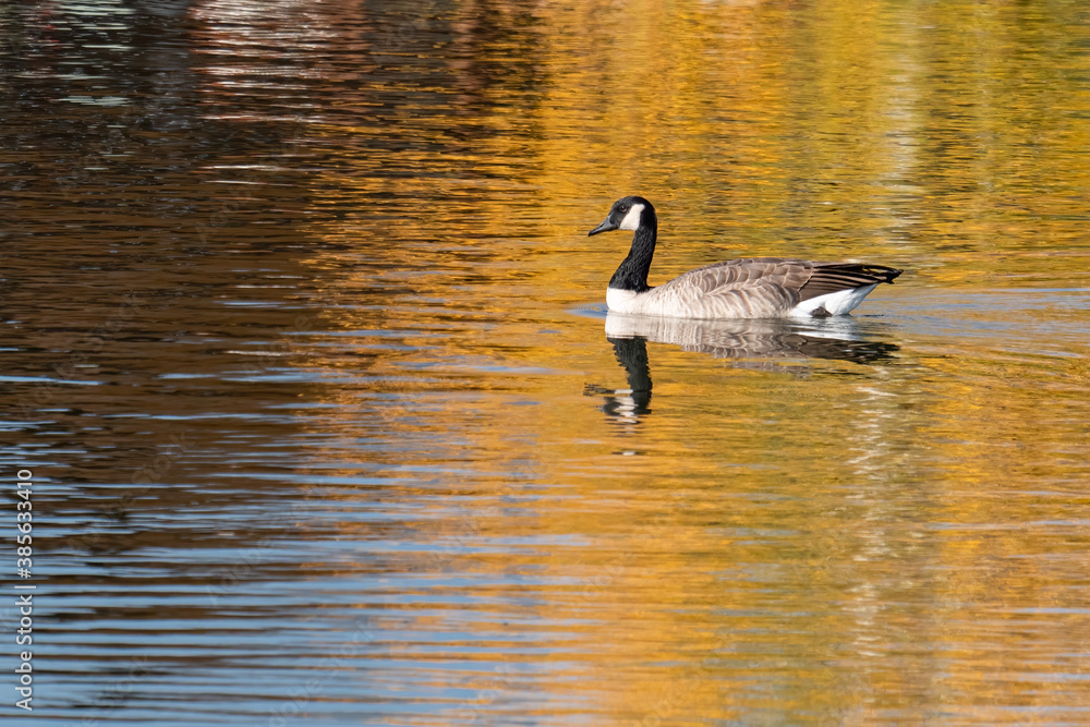 One Canada goose on a pond in autumn One Canada goose on a pond in autumn