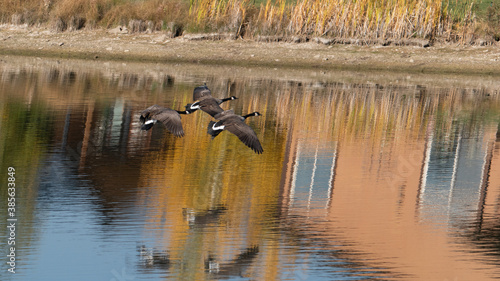 Three Canada geese in flight over a pond in autumn