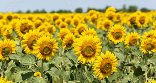 Field of Golden sunflowers  illuminated by the midday sun. Sunflower Flower Blossom.