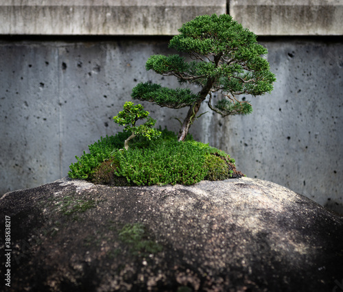 Miniature tree on a stone displayed in state arboretum of North Carolina