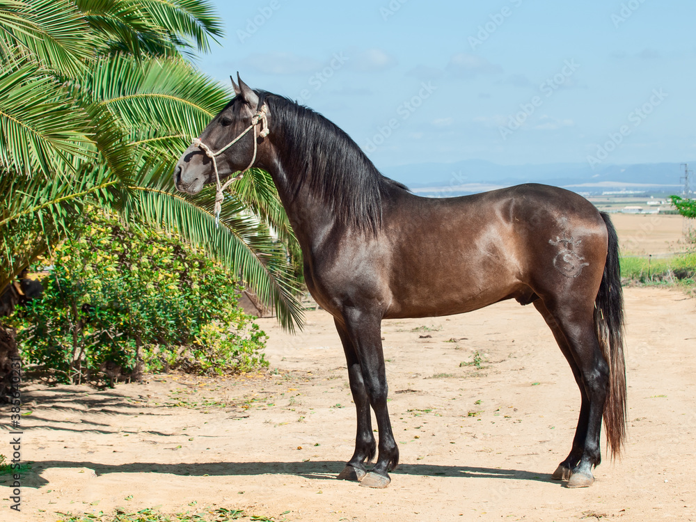 exterior of Young Andalusian grey stallion posing near palm. Andalusia, Spain exterior of Young Andalusian grey stallion posing near palm. Andalusia, Spain