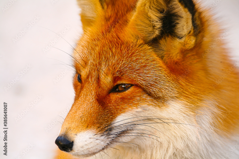 Obraz premium Portrait of a Fox
