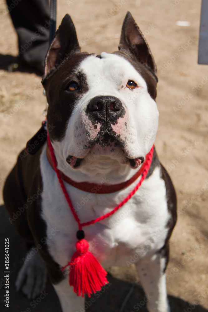 american staffordshire terrier american staffordshire terrier
