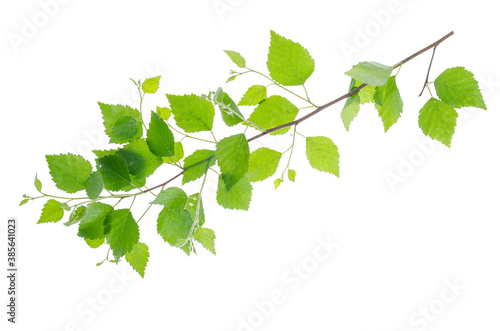Branch with green leaves of young aspen tree on white background.