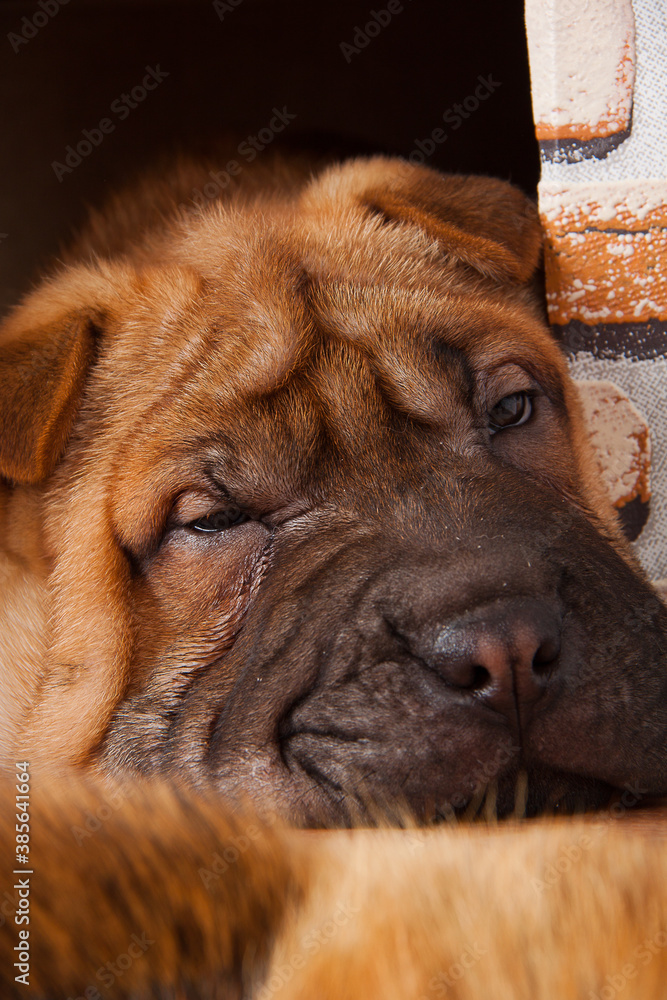Obraz premium Portrait of a Shar-Pei puppy