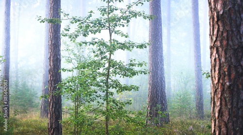 Picturesque panoramic scenery of the evergreen forest in a fog at sunrise. Pine and fir trees, fern, plants close-up. Idyllic autumn scene. Atmospheric landscape. Environmental conservation in Latvia photo