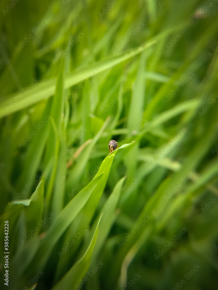 picture of an unknown black insect on rice plant leaf in water in himachal pradesh India picture of an unknown black insect on rice plant leaf in water in himachal pradesh India