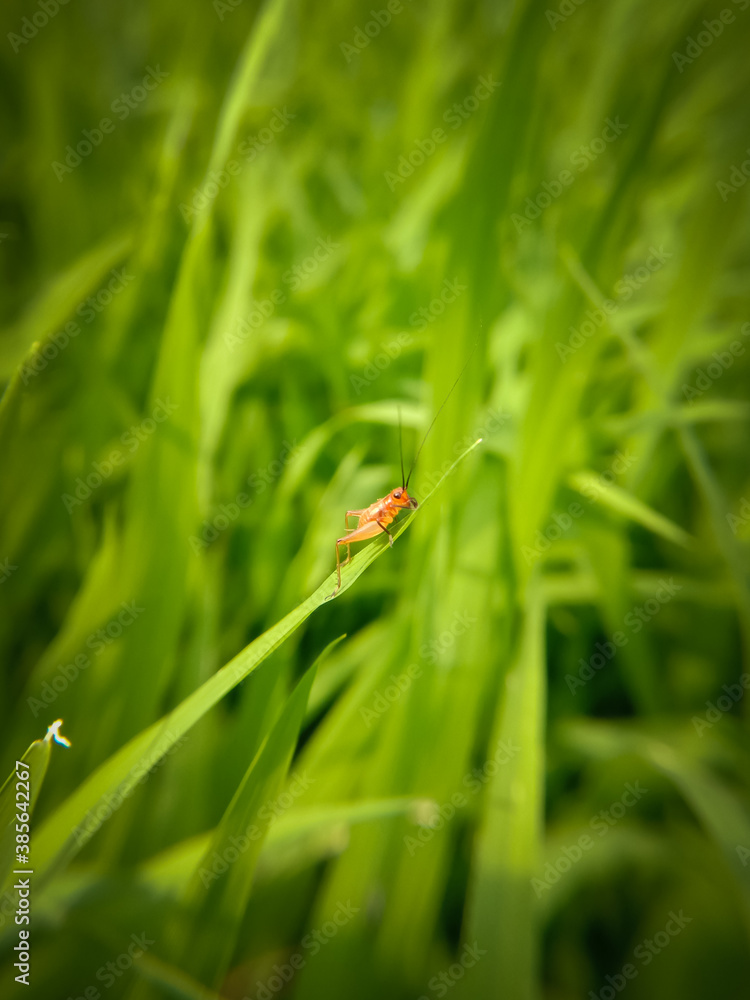 picture of an unknown orange cricket on rice plant leaf in water picture of an unknown orange cricket on rice plant leaf in water