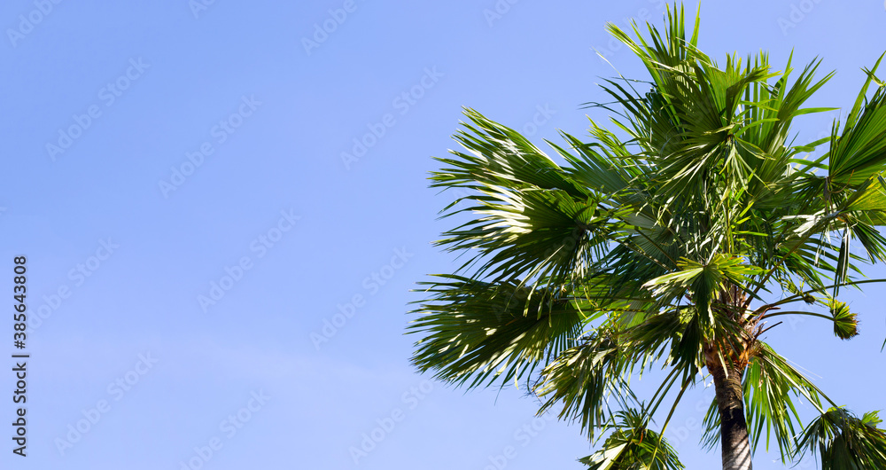 Palm trees, beautiful tropical with sky and clouds. Palm trees, beautiful tropical with sky and clouds.