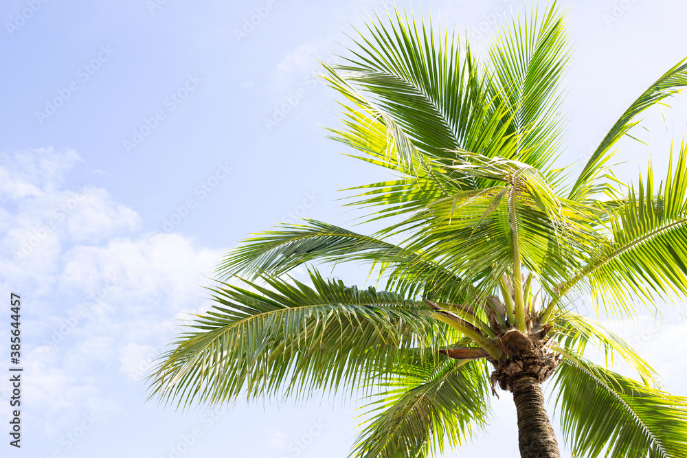 Coconut palm trees, beautiful tropical with sky and clouds.