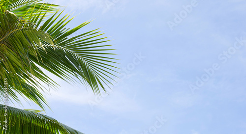Coconut palm trees  beautiful tropical with sky and clouds.
