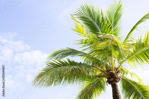 Coconut palm trees  beautiful tropical with sky and clouds.