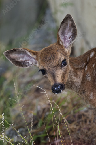 Fawn with big cute eyes in flowing grass in Northern California